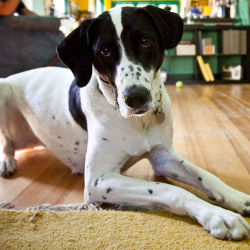 DogWatch by DogPro Kennel, De Soto, IA | Indoor Pet Boundaries Contact Us Image