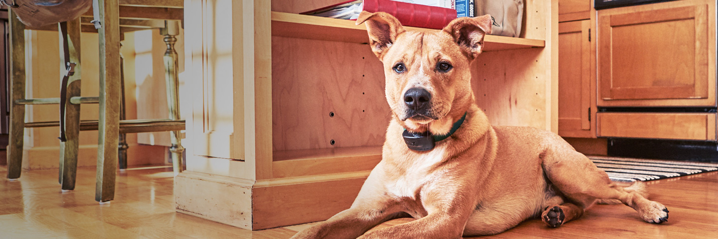 DogWatch by DogPro Kennel, De Soto, IA | Indoor Pet Boundaries Slider Image