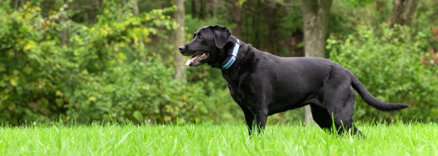 DogWatch by DogPro Kennel, De Soto, IA | SkyShepherd GPS Dog Fence Slider Image